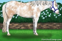 Horse Color:Gold Champagne Sabino Appaloosa Rabicano