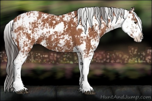 Horse Color:Bay Sabino  and Bay Sabino 