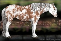 Horse Color:Bay Sabino  and Bay Sabino 
