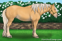 Horse Color:Gold Cream Champagne 