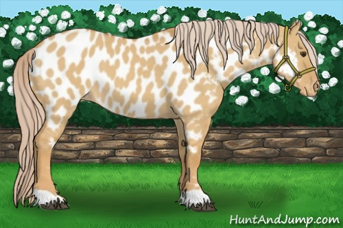 Horse Color:Palomino Dun Appaloosa 
