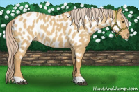 Horse Color:Palomino Dun Appaloosa 