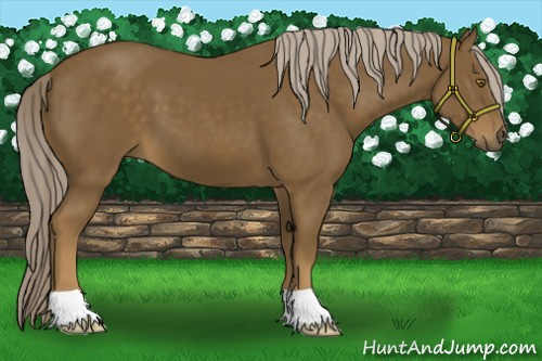 Horse Color:Chocolate Palomino 