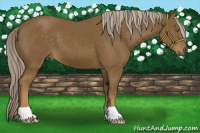 Horse Color:Chocolate Palomino 