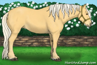 Horse Color:Palomino 