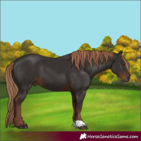 Horse Color:Liver Chestnut 