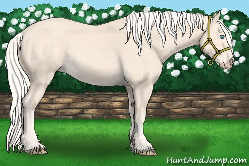 Horse Color:Cremello 