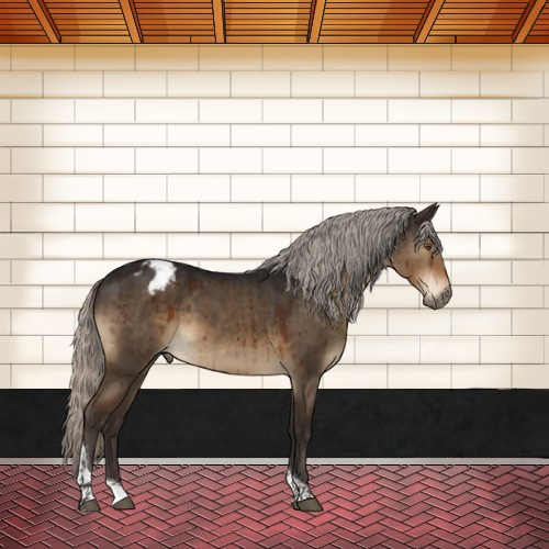 Horse Color:Gray Silver Brown Dun Mushroom Tobiano Varnish Rabicano Brindle