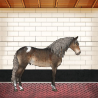 Horse Color:Gray Silver Brown Dun Mushroom Tobiano Varnish Rabicano Brindle 