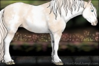 Horse Color:White Spotted Gold Cream Champagne Pearl 