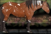 Horse Color:White Spotted Buckskin