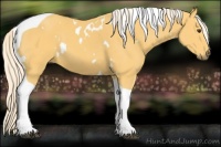 Horse Color:White Spotted Palomino Tobiano