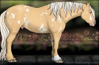 Horse Color:White Spotted Gold Cream Champagne