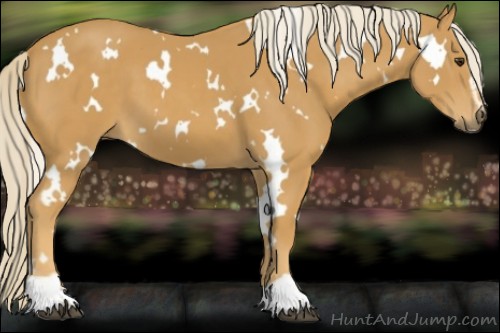 Horse Color:White Spotted Palomino Sabino 
