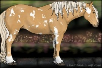 Horse Color:White Spotted Palomino Sabino