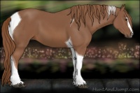 Horse Color:Chestnut Sabino Tobiano 
