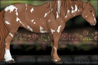 Horse Color:White Spotted Chestnut Sabino