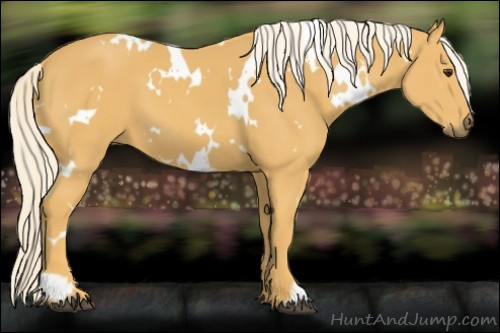 Horse Color:White Spotted Palomino 