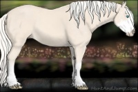 Horse Color:Cremello Sabino