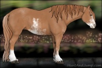 Horse Color:Chestnut Sabino