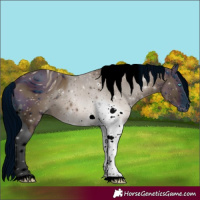 Horse Color:ERROR: UNKNOWN ANOMALY