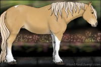 Horse Color:Palomino Tobiano 