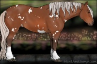 Horse Color:White Spotted Silver Bay Tobiano