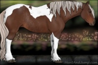 Horse Color:Silver Bay Tobiano Rabicano 