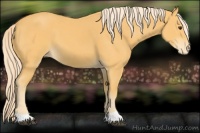Horse Color:Palomino Appaloosa