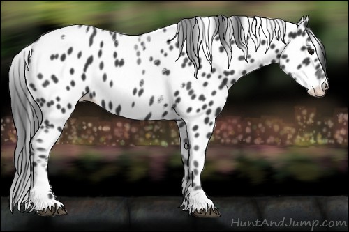 Horse Color:Black Tobiano Leopard 