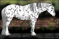 Horse Color:Black Tobiano Leopard 