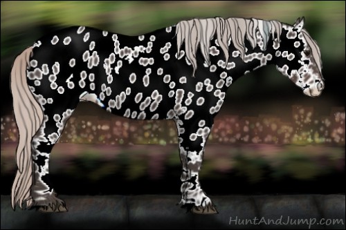 Horse Color:White Spotted Silver Black Near Leopard