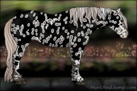 Horse Color:White Spotted Silver Black Appaloosa