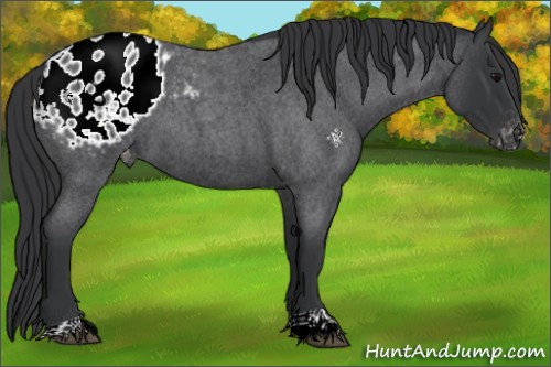 Horse Color:Blue Roan Appaloosa 