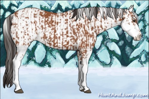 Horse Color:Bay Sabino  and Bay Sabino 