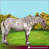 Horse Color:White Spotted Chocolate Silver Blue Roan