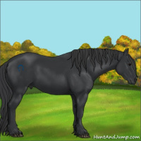 Horse Color:Black 