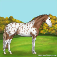 Horse Color:Chestnut Sabino Splash Appaloosa Rabicano 