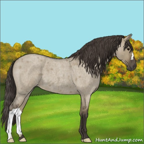 Horse Color:Smoky Grullo Roan 