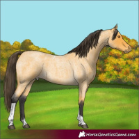 Horse Color:Buckskin Roan Tobiano 