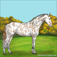 Horse Color:Bay Dun Appaloosa 
