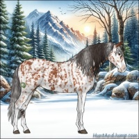 Horse Color:Bay Sabino  and Bay Sabino 