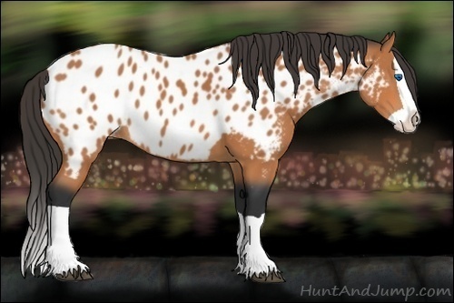 Horse Color:Bay Splash Appaloosa 