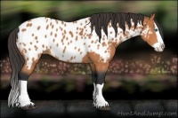 Horse Color:Bay Splash Appaloosa 