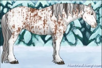 Horse Color:Bay Sabino  and Bay Sabino 