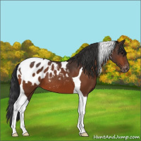 Horse Color:Bay Tobiano Blanket