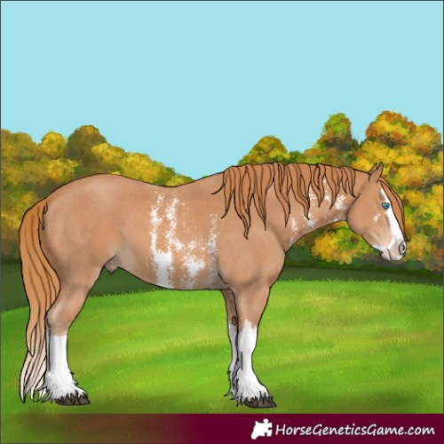 Horse Color:Chestnut Sabino Splash