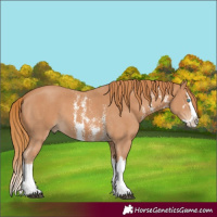 Horse Color:Chestnut Sabino Splash 