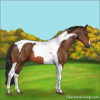 Horse Color:Bay Tobiano 