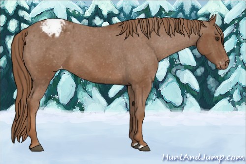Horse Color:Chestnut Appaloosa 